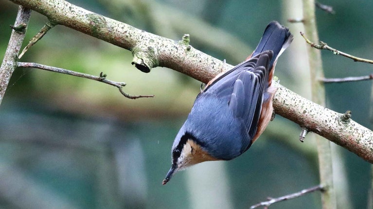 Nuthatch in southern woods at Quarry Bank, Cheshire